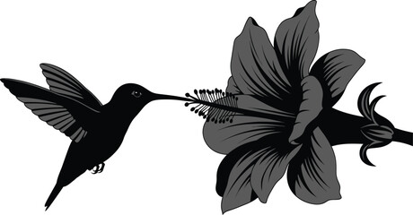 Obraz premium Hummingbird feeding on a hibiscus flower illustration vector art