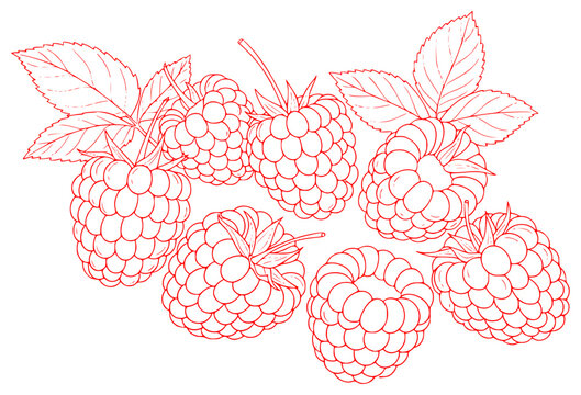 red raspberry fruit, highly detailed, high resolution, digital illustration, hyper realistic, photo-realistic, close-up, vibrant colors, sharp focus, clean lines, intricate details, seamless rendering