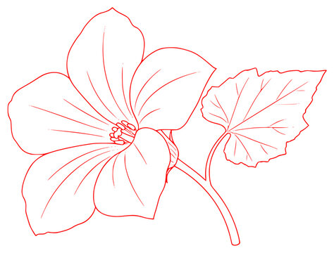A black and white line drawing of a flower with leaves, black, coloring book, drawing, flower, geranium, illustration, leaf, outline, petal, plant, stem, against transparent background
