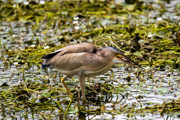 黃小鷺
Ixobrychus sinensis