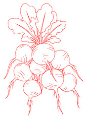 A black and white line drawing of a bunch of beets with leaves, beet, carrot, daikon, draw, drawing, illustration, turnip, vegetable, against transparent background
