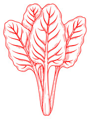 A black and white line drawing of a leafy vegetable, draw, drawing, green, illustration, ink, leaf, lettuce, plant, sketch, spinach, stem, vegetable, against transparent background