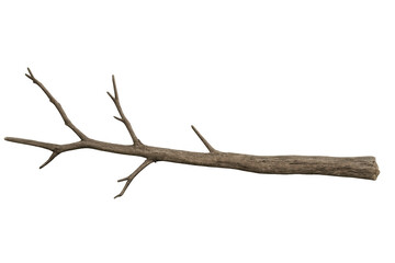 Dry bare tree branch with small twigs, natural element showing autumn or winter season, transparent background