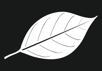 White leaf on  black background