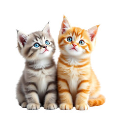 Obraz premium Two adorable kittens—gray tabby and orange tabby—sitting side by side with curious expressions isolated on transparent background