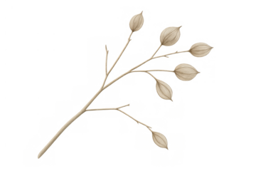 Dried botanical stem with beige seed pods, a watercolor illustration on a transparent background