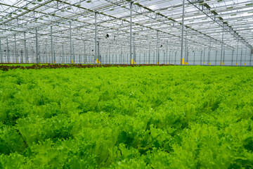 Rows of green young lettuce and various other leafy crops grow densely packed within a modern hydroponic greenhouse. The indoor farm promotes efficient and sustainable agriculture