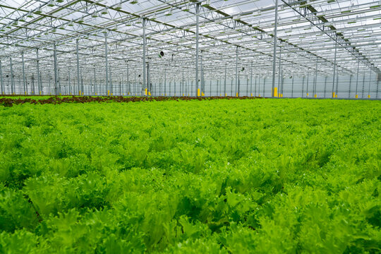 Rows of green young lettuce and various other leafy crops grow densely packed within a modern hydroponic greenhouse. The indoor farm promotes efficient and sustainable agriculture
