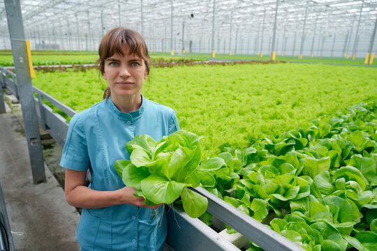 A female agronomist scientist checks the ripeness and quality of lettuce in an industrial vegetable greenhouse.