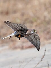 red tailed hawk in flight