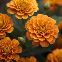 Vibrant orange marigold flowers blooming in a lush garden
