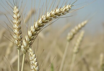 Golden ripe wheat ears swaying in a sunny agricultural field.