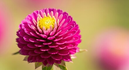 A stunning close-up of a bright magenta dahlia flower with a yellow center, showcasing its intricate spherical petals in soft sunlight against a beautifully blurred garden background