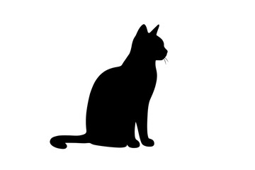 black cat on white background