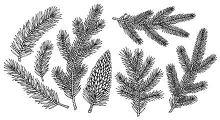 A detailed black and white illustration of various pine branches and a pine cone, presented in a vintage botanical drawing style.