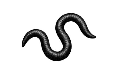 Obraz premium Detailed black and white worm silhouette on white background