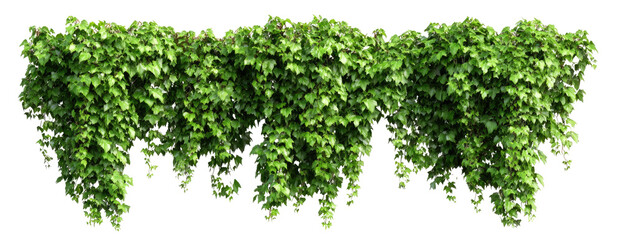 Dense green foliage cascading in a horizontal arrangement