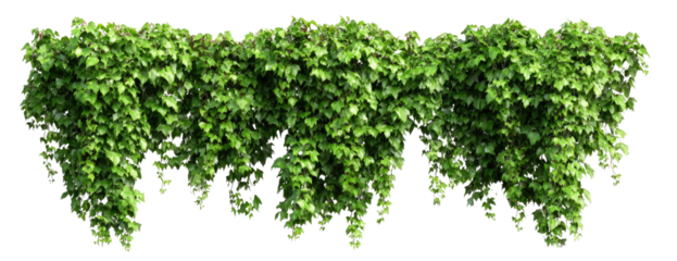 Dense green foliage cascading in a horizontal arrangement