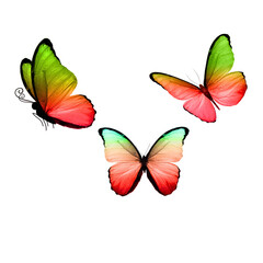 butterfly set on white background 