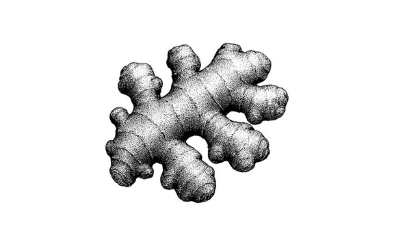 Hand drawn ginger root: detailed monochrome botanical art of aromatic spice
