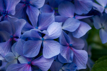 Close-up of delicate blue Hydrangea macrophylla or Big Leaf Hydrangea flowers in full bloom. 