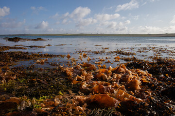 Golden wet kelp seaweed strewn beach and sea on an outgoing tide on the island of Stronsay in Orkney, Scotland, UK © Lee Karen Stow