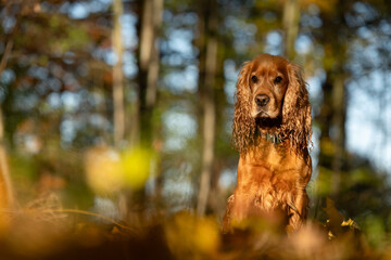Portret cockera spaniela w jesiennym lesie