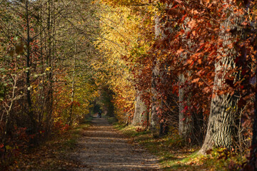Jesienna aleja w lesie w Goczałkowicach na Śląsku, otulona złotymi i pomarańczowymi liśćmi. Naturalna ścieżka prowadzi przez kolorowy las, tworząc spokojną i nastrojową scenerię.