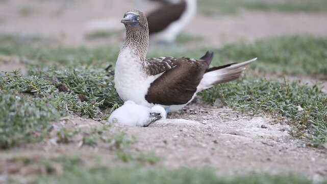 PAJARO O PATO BOBO DE PATAS AZULES AVES MARINAS DE LA COSTA DEL OCEANO PACIFICO