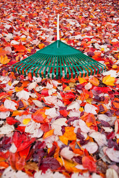 Green plastic garden rake lying on carpet of red and orange autumn leaves.