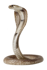 Fototapeta premium Close-up of a venomous snake with hood expanded, showing detailed patterns and scale textures, isolated on a plain background for wildlife or danger