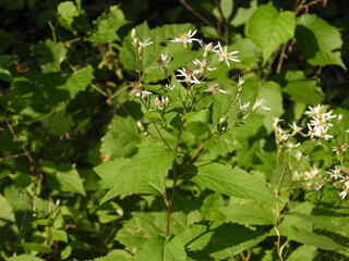 Eurybia furcata - Forked Aster Native North American Woodland Wildflower