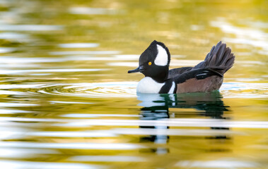 Hooded merganser swimming calmly in beautiful water with reflections