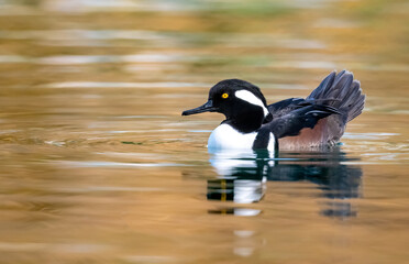 Hooded merganser in great light 