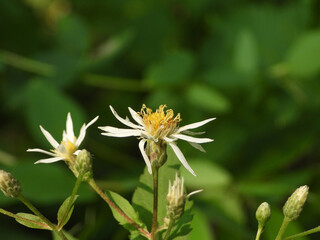 Eurybia furcata - Forked Aster Native North American Woodland Wildflower