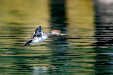 A female hooded merganser duck in flight over a pond in nice light