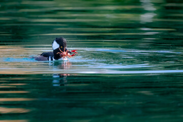 A male hooded merganser with his colorful crayfish catch in waters with nice patterns in Fall near Riverside, CA