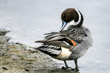 A male pintail duck preening by the shore