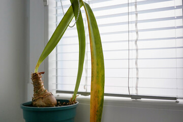 Wilting Indoor Amaryllis Plant by Window Blinds