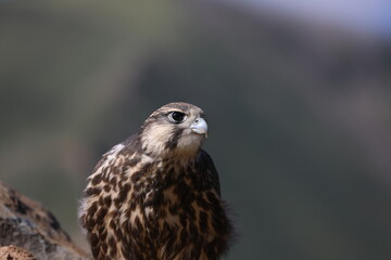 red tailed hawk perched on branch