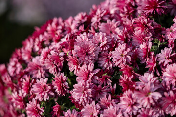 chrysanthemum flowers on a city street