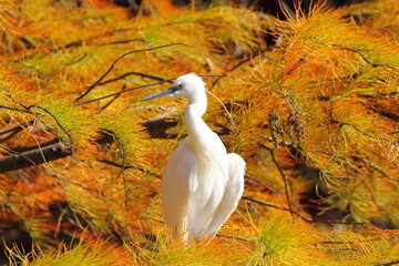 ラクウショウの紅葉とコサギ