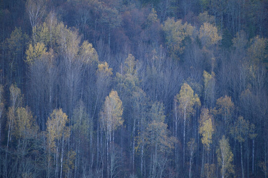 Aerial view of a forest outside Riga.