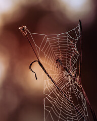 Teia de aranha no outono