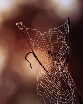 Teia de aranha no outono