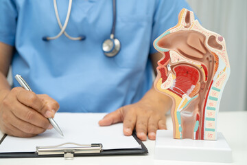 Asian doctor with nasal oral throat cavity neck human anatomy model for study diagnosis and treatment in hospital.