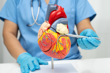Cardiovascular disease CVD, doctor with heart human model anatomy for treatment patient in hospital.