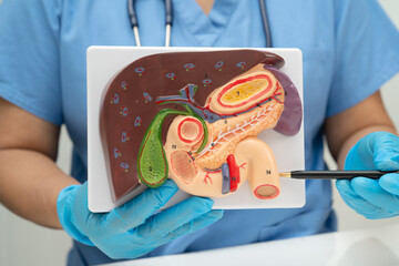 Liver with gallbladder, pancreas spleen and duodenum, Asian doctor holding human anatomy model for study diagnosis and treatment in hospital.