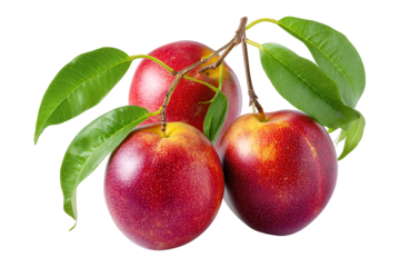 Fresh ripe red and yellow plums with green leaves on a white background, close-up of a healthy fruit arrangement for healthy eating and organic