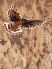 common buzzard buteo